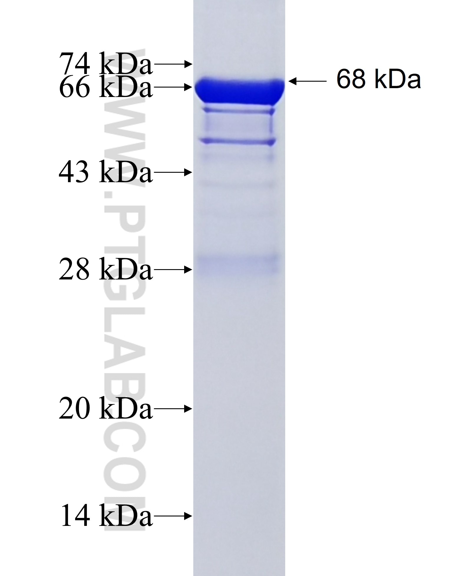 PSMD1 fusion protein Ag12009 SDS-PAGE