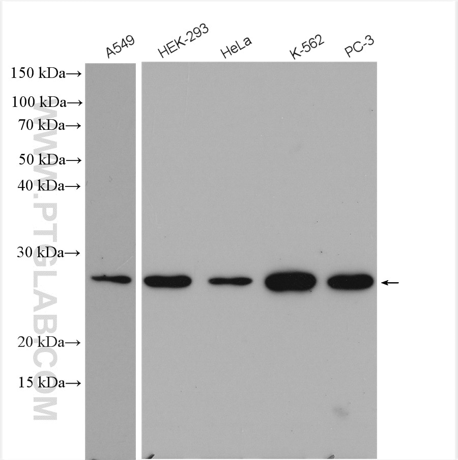 Western Blot (WB) analysis of various lysates using PSMD10 Polyclonal antibody (12342-2-AP)
