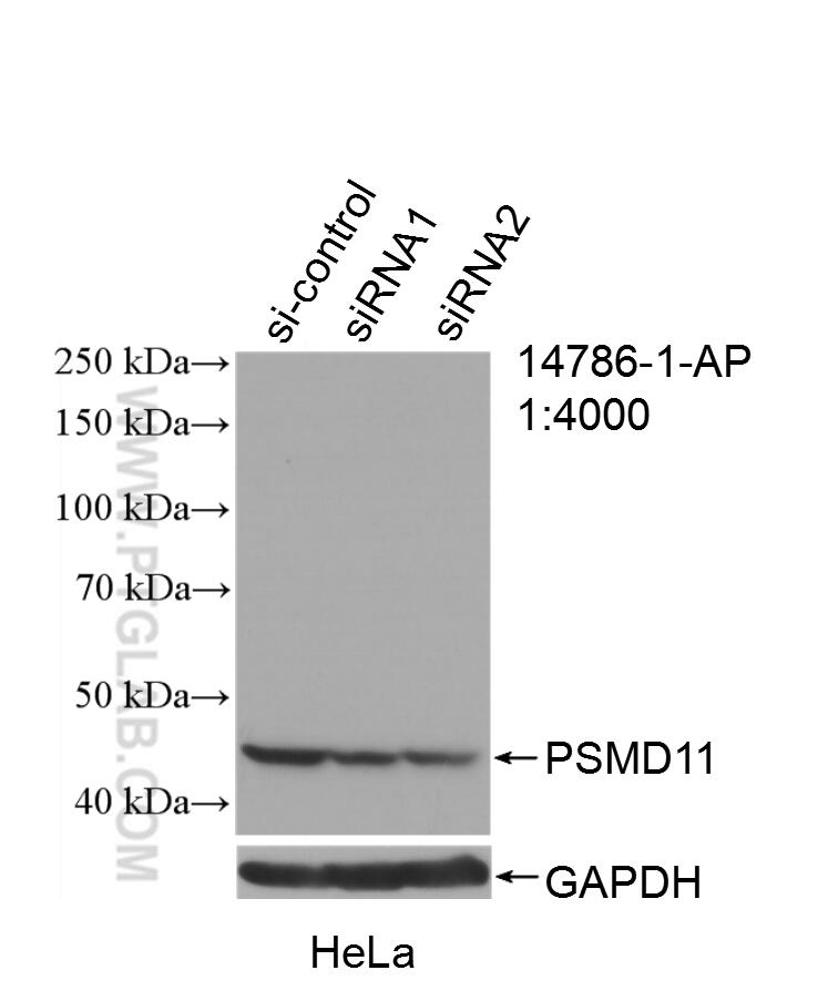 Western Blot (WB) analysis of HeLa cells using PSMD11 Polyclonal antibody (14786-1-AP)