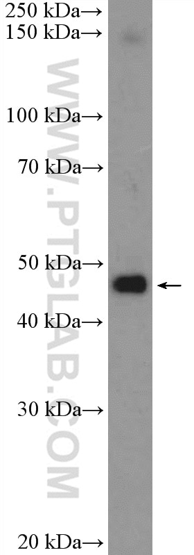 Western Blot (WB) analysis of mouse testis tissue using PSMD11 Polyclonal antibody (14786-1-AP)