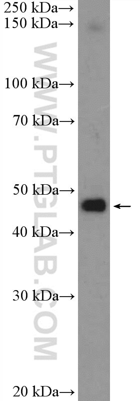 WB analysis of mouse testis using 14786-1-AP