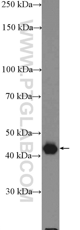 Western Blot (WB) analysis of MCF-7 cells using PSMD11 Polyclonal antibody (14786-1-AP)