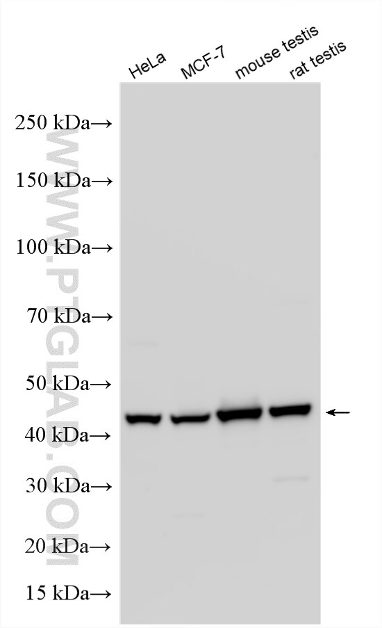 Western Blot (WB) analysis of various lysates using PSMD11 Polyclonal antibody (14786-1-AP)