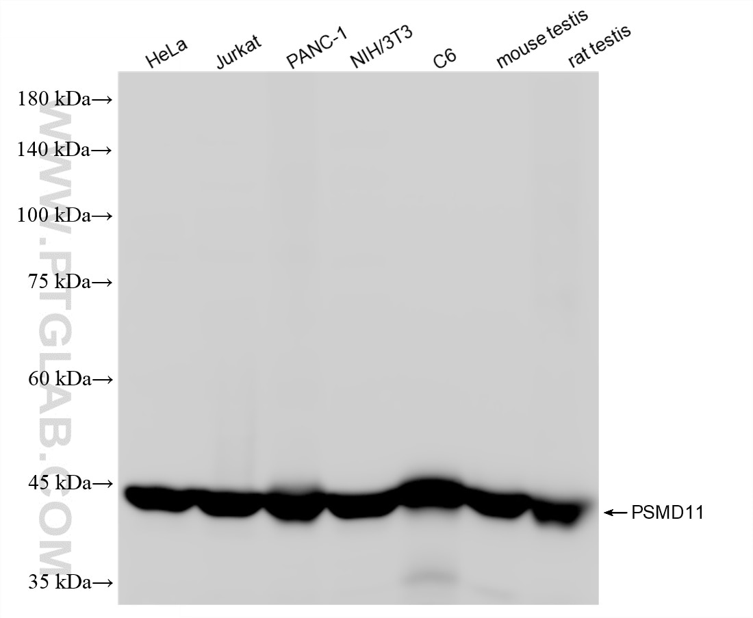 Western Blot (WB) analysis of various lysates using PSMD11 Recombinant antibody (86596-3-RR)