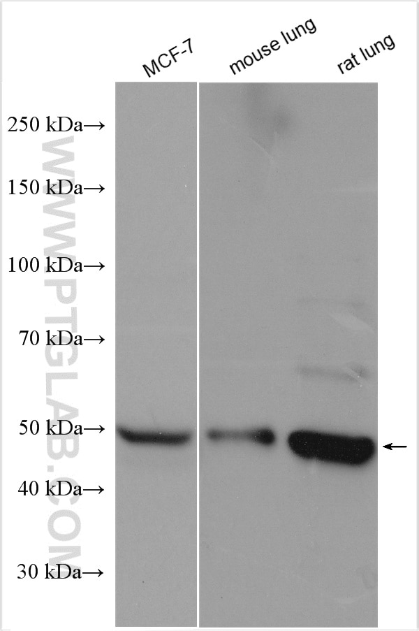 Western Blot (WB) analysis of various lysates using PSMD12 Polyclonal antibody (11412-1-AP)