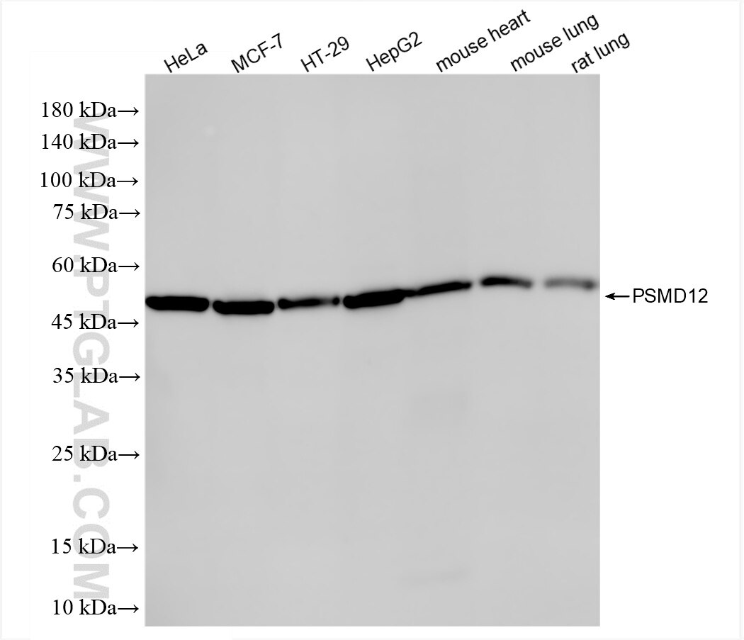 Western Blot (WB) analysis of various lysates using PSMD12 Recombinant antibody (86200-3-RR)