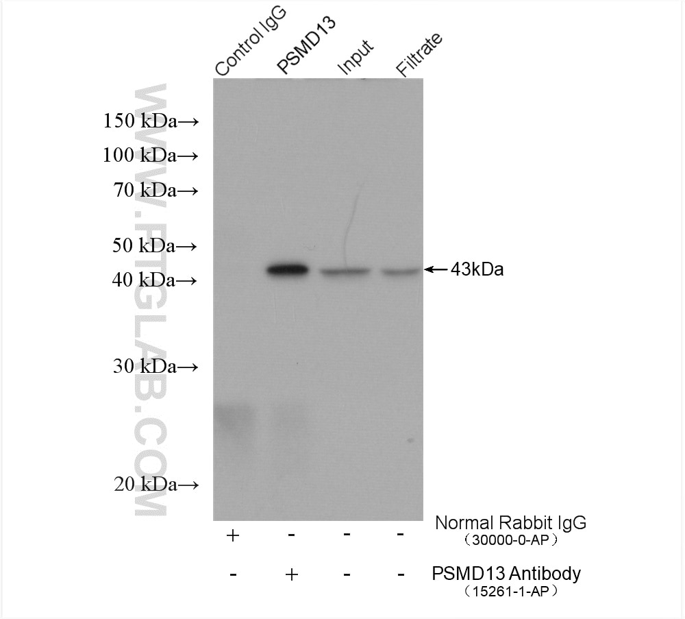 Immunoprecipitation (IP) experiment of HEK-293T cells using PSMD13 Polyclonal antibody (15261-1-AP)