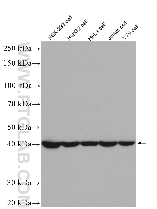 Western Blot (WB) analysis of HEK-293 cells using PSMD13 Polyclonal antibody (15261-1-AP)