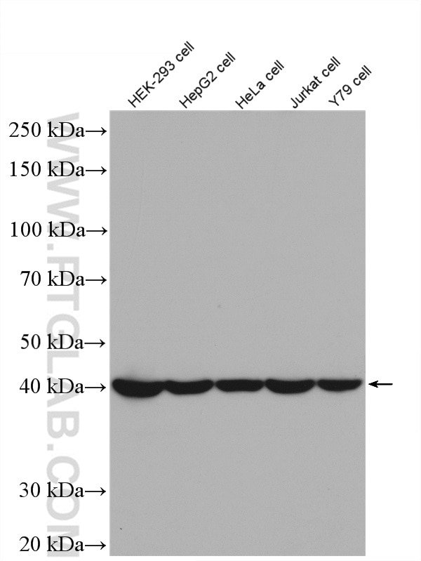 WB analysis of HEK-293 using 15261-1-AP