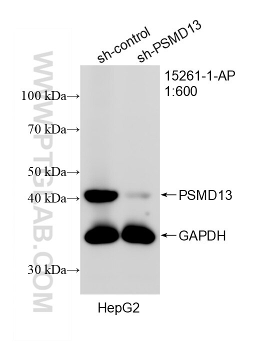 Western Blot (WB) analysis of HepG2 cells using PSMD13 Polyclonal antibody (15261-1-AP)