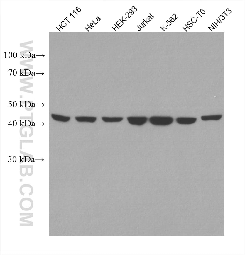 Western Blot (WB) analysis of various lysates using PSMD13 Monoclonal antibody (67807-1-Ig)