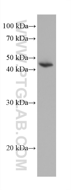 Western Blot (WB) analysis of SMMC-7721 cells using PSMD13 Monoclonal antibody (67807-1-Ig)