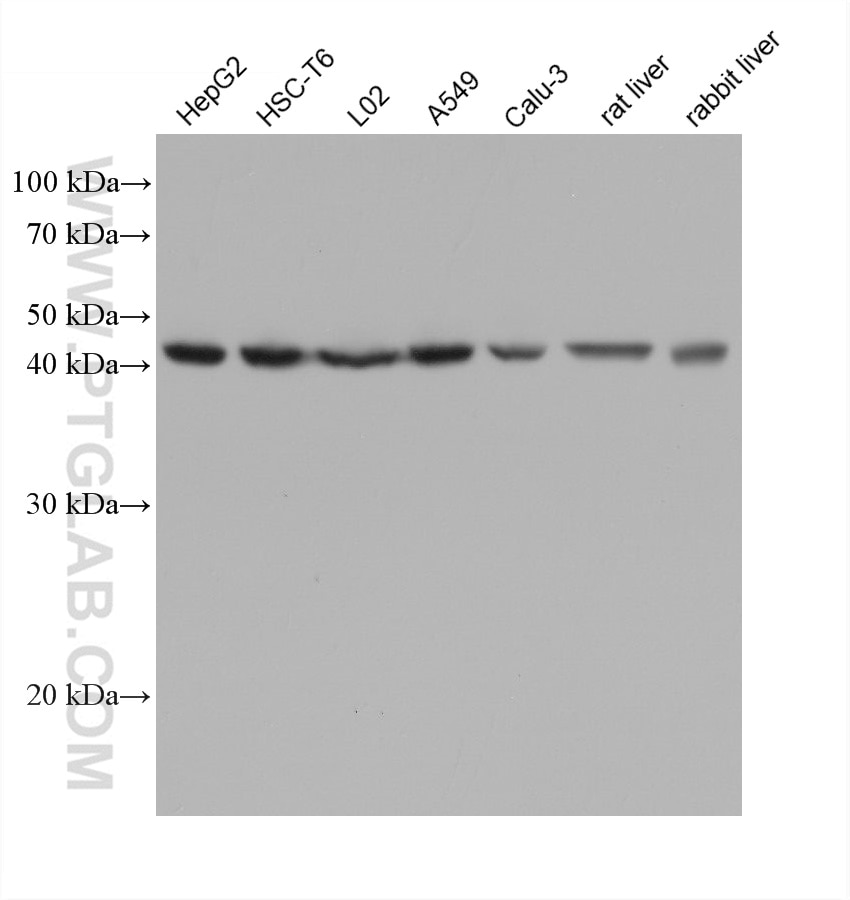Western Blot (WB) analysis of various lysates using PSMD13 Monoclonal antibody (67807-1-Ig)