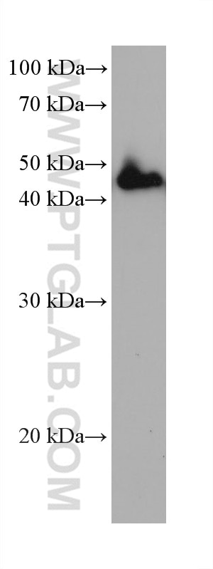 Western Blot (WB) analysis of HuH-7 cells using PSMD13 Monoclonal antibody (67807-1-Ig)