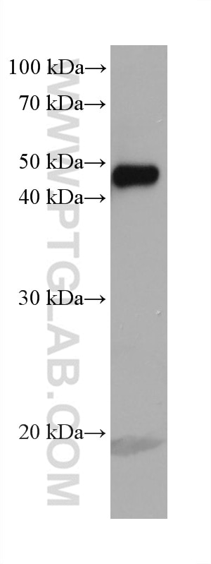 Western Blot (WB) analysis of mouse liver tissue using PSMD13 Monoclonal antibody (67807-1-Ig)
