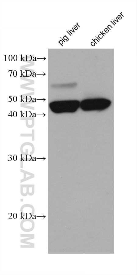Western Blot (WB) analysis of various lysates using PSMD13 Monoclonal antibody (67807-1-Ig)