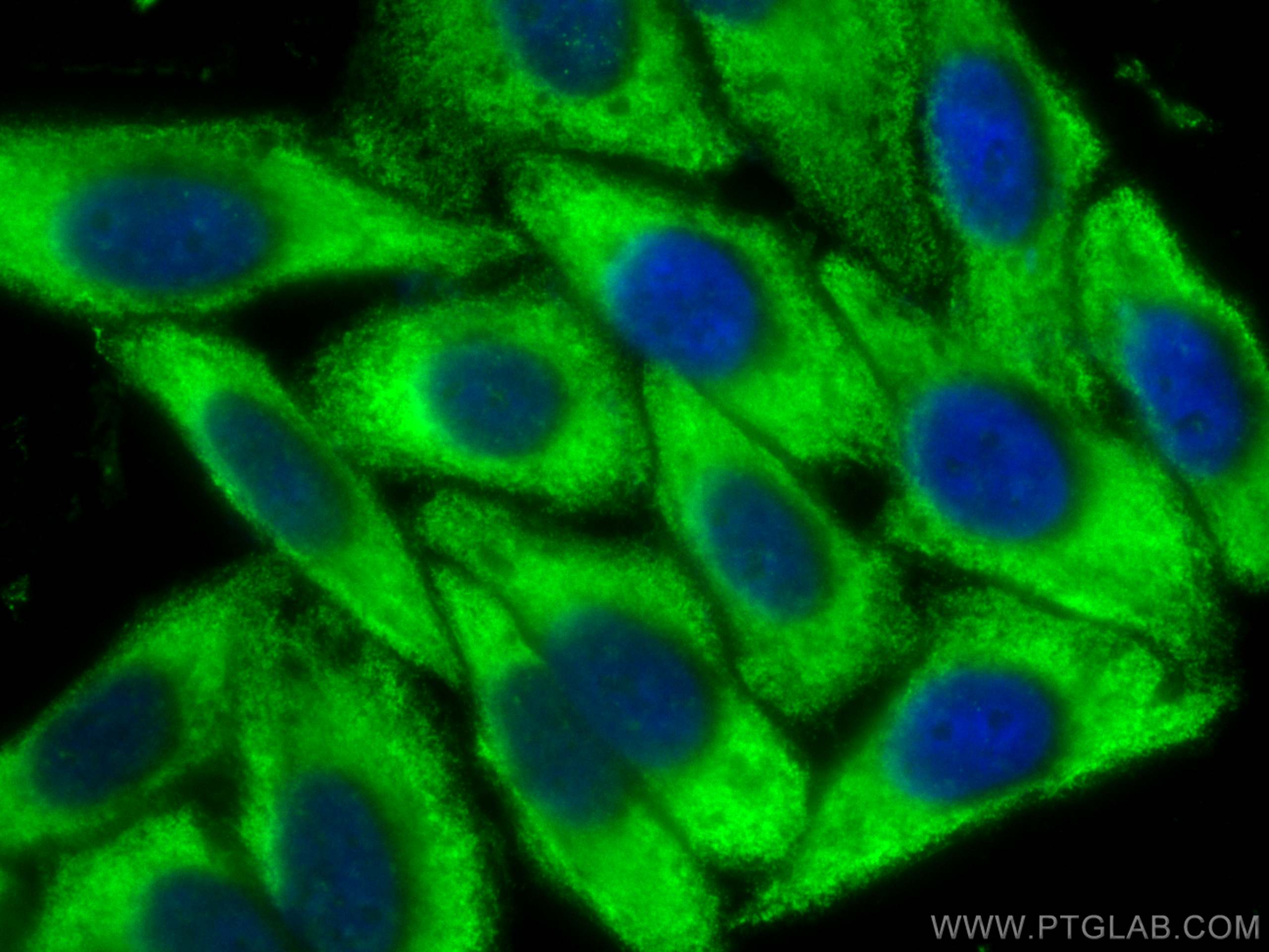 Immunofluorescence (IF) / fluorescent staining of HepG2 cells using CoraLite® Plus 488-conjugated PSMD13 Monoclonal an (CL488-67807)