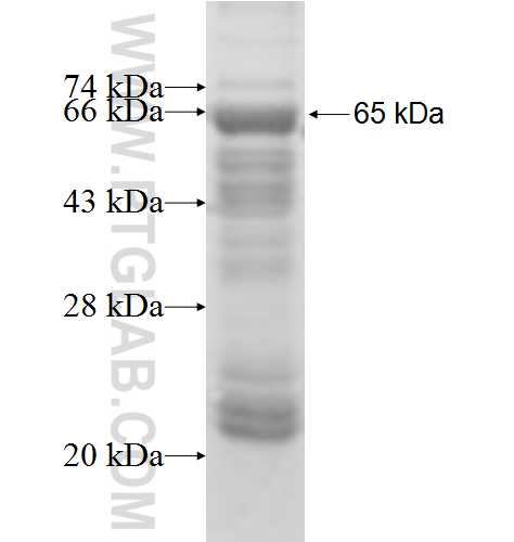 PSMD13 fusion protein Ag7257 SDS-PAGE