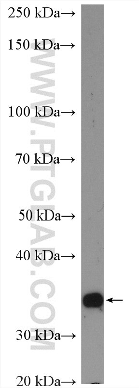 Western Blot (WB) analysis of K-562 cells using PSMD14/POH1 Polyclonal antibody (12059-1-AP)