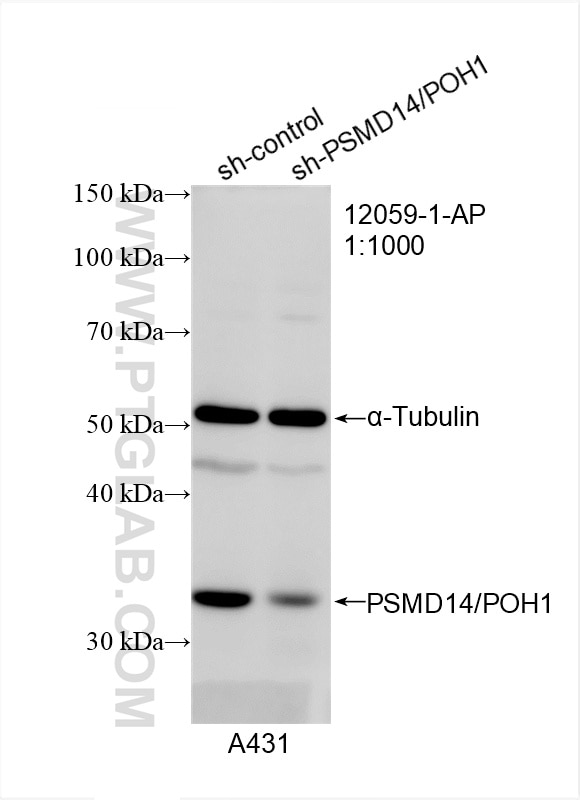 Western Blot (WB) analysis of A431 cells using PSMD14/POH1 Polyclonal antibody (12059-1-AP)