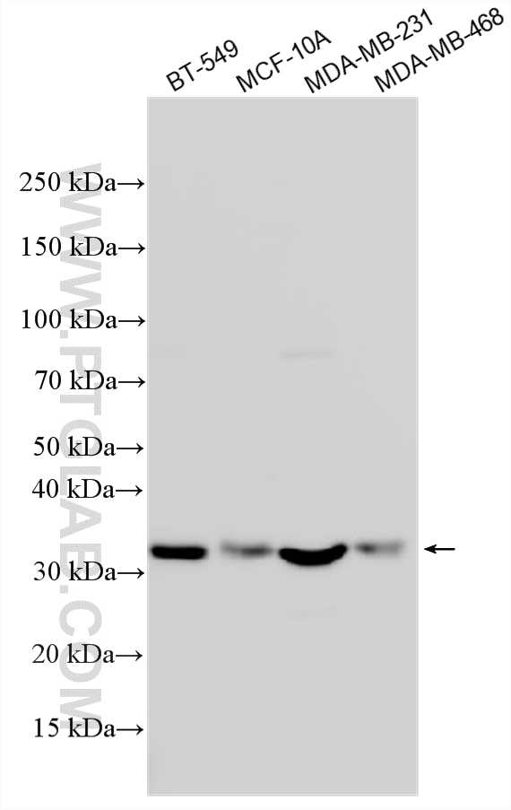 Western Blot (WB) analysis of various lysates using PSMD14/POH1 Polyclonal antibody (12059-1-AP)