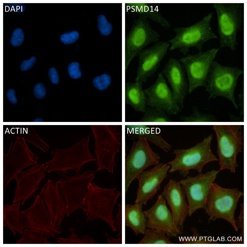 Immunofluorescence (IF) / fluorescent staining of A375 cells using PSMD14 Recombinant antibody (84767-4-RR)