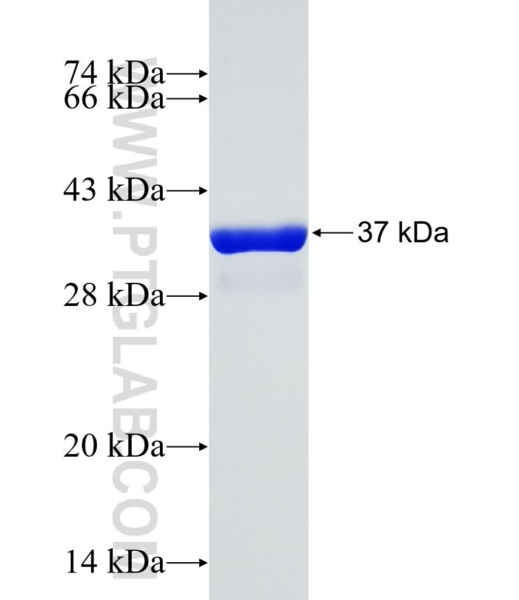 PSMD14 fusion protein Ag2694 SDS-PAGE