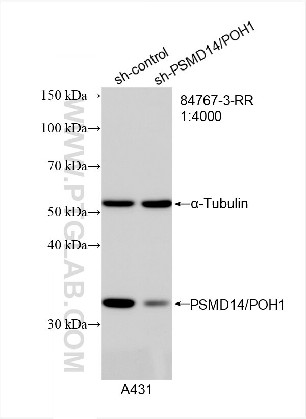 Western Blot (WB) analysis of A431 cells using PSMD14/POH1 Recombinant antibody (84767-3-RR)
