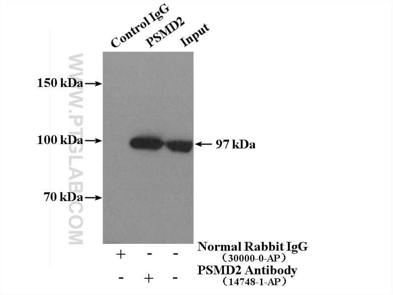Immunoprecipitation (IP) experiment of K-562 cells using PSMD2 Polyclonal antibody (14748-1-AP)