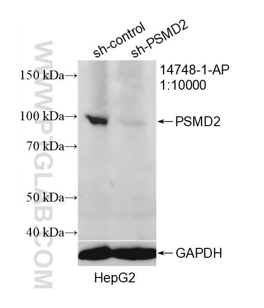 Western Blot (WB) analysis of HepG2 cells using PSMD2 Polyclonal antibody (14748-1-AP)