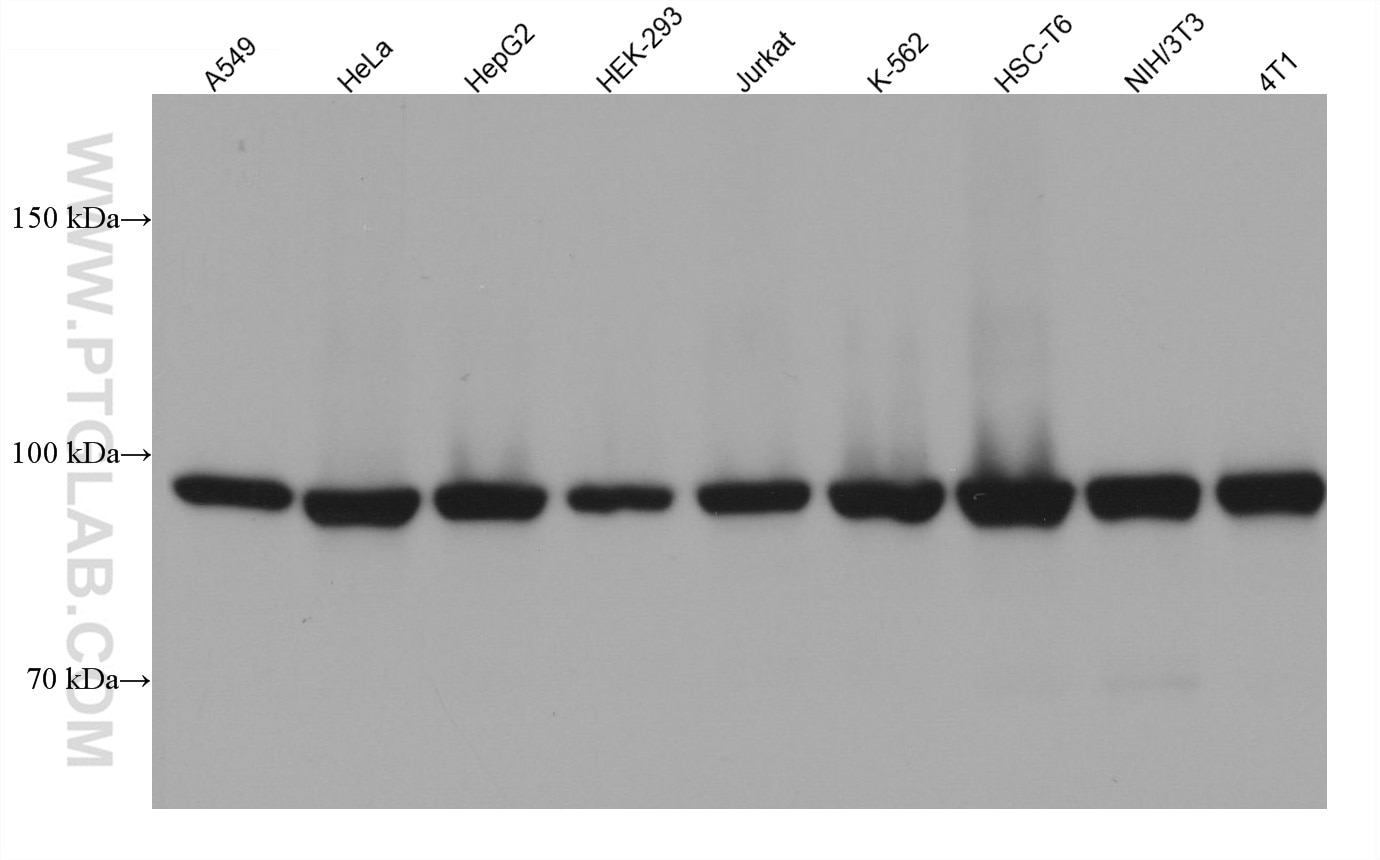 Western Blot (WB) analysis of various lysates using PSMD2 Monoclonal antibody (67770-1-Ig)