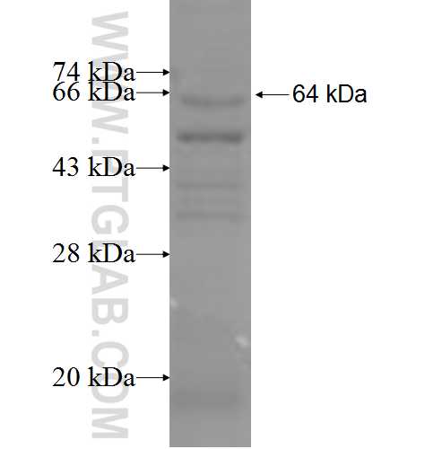 PSMD2 fusion protein Ag6484 SDS-PAGE