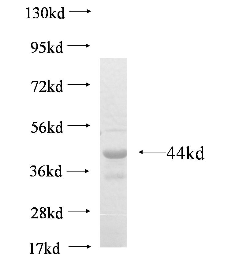 PSMD2 fusion protein Ag6543 SDS-PAGE