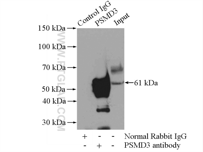 Immunoprecipitation (IP) experiment of mouse kidney tissue using PSMD3 Polyclonal antibody (12054-1-AP)