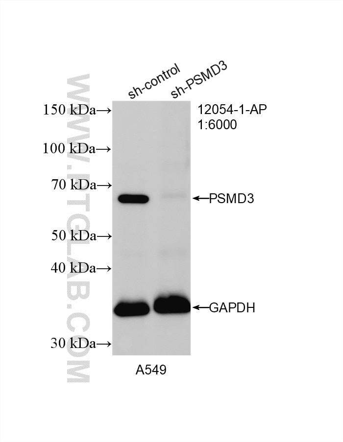 Western Blot (WB) analysis of A549 cells using PSMD3 Polyclonal antibody (12054-1-AP)
