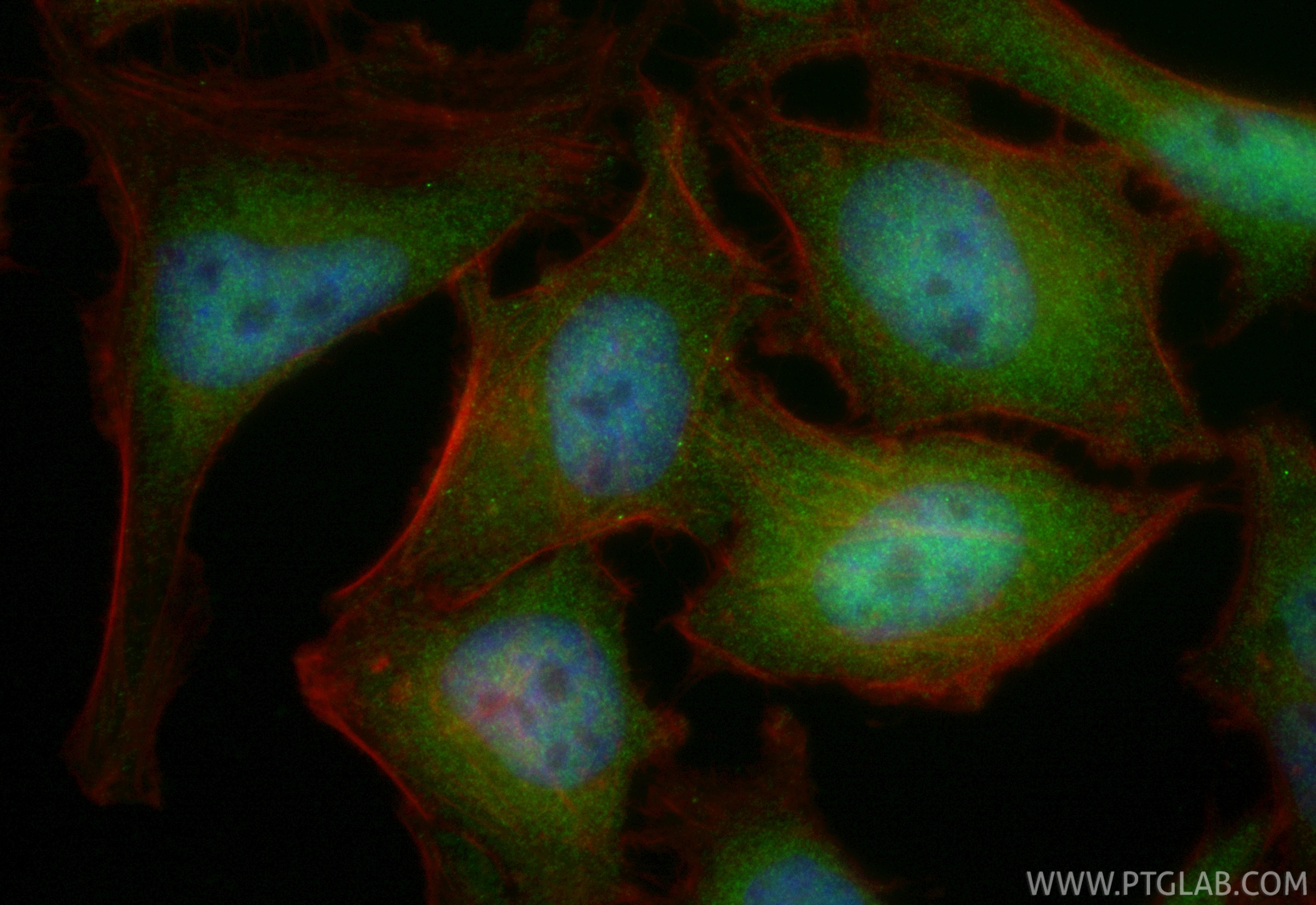Immunofluorescent analysis of (4% PFA) fixed HeLa cells using CoraLite® Plus 488 PSMD3 antibody (CL488-84928-2, Clone: 242470D4 ) at dilution of 1:200, CL594-Phalloidin (red). Immunofluorescence (IF) / fluorescent staining of HeLa cells using CoraLite® Plus 488-conjugated PSMD3 Recombinant mo (CL488-84928-2)
