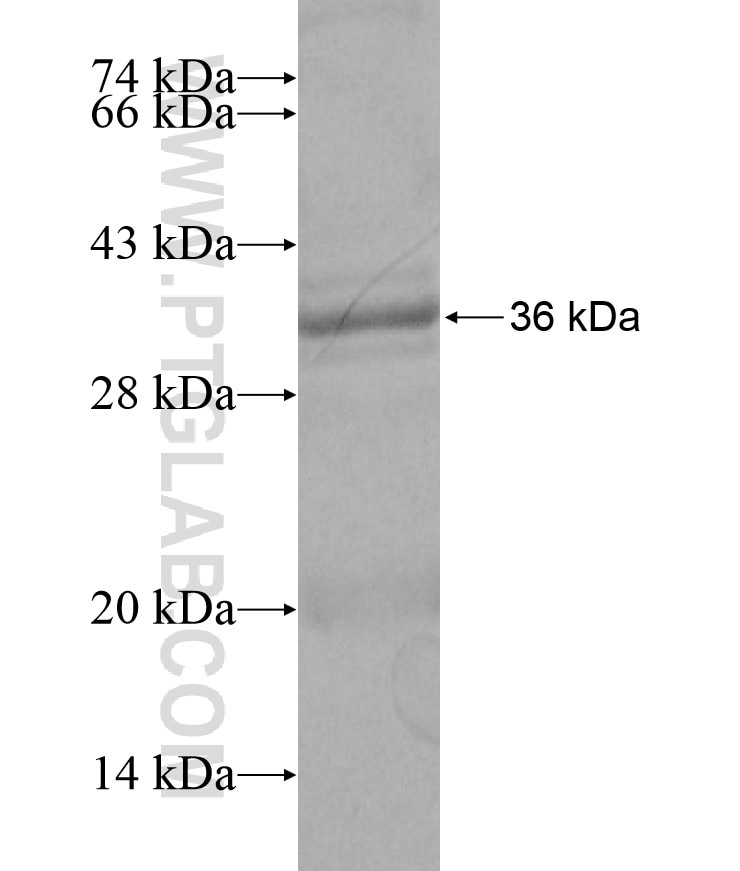 PSMD3 fusion protein Ag17174 SDS-PAGE