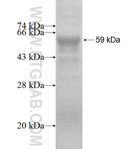 PSMD3 fusion protein Ag2684 SDS-PAGE