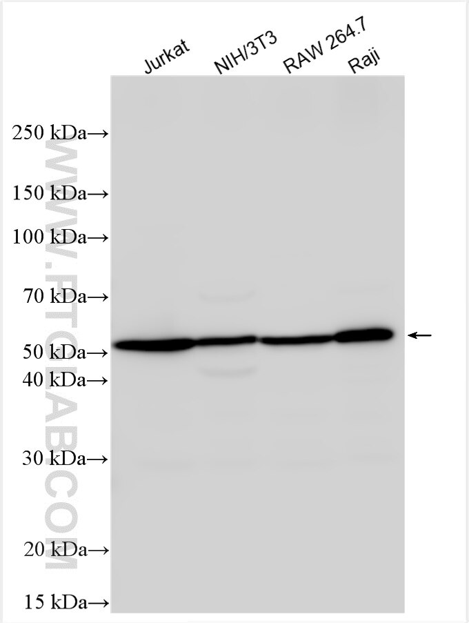 Western Blot (WB) analysis of various lysates using PSMD4 Polyclonal antibody (14899-1-AP)