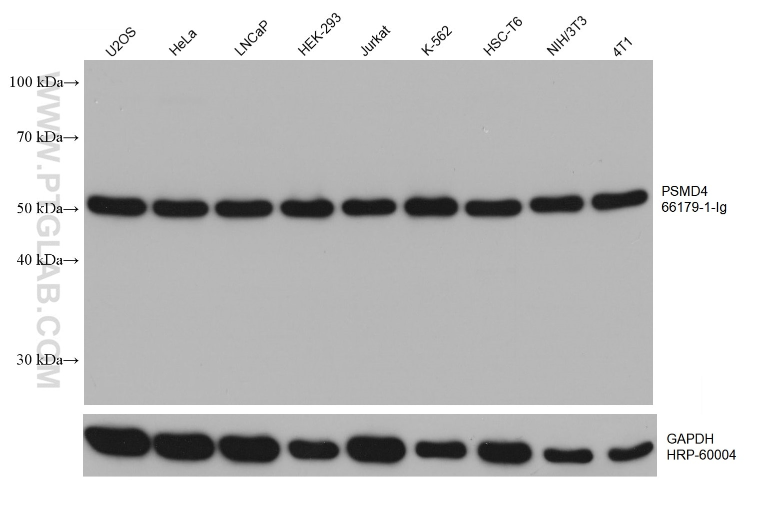 Western Blot (WB) analysis of various lysates using PSMD4 Monoclonal antibody (66179-1-Ig)