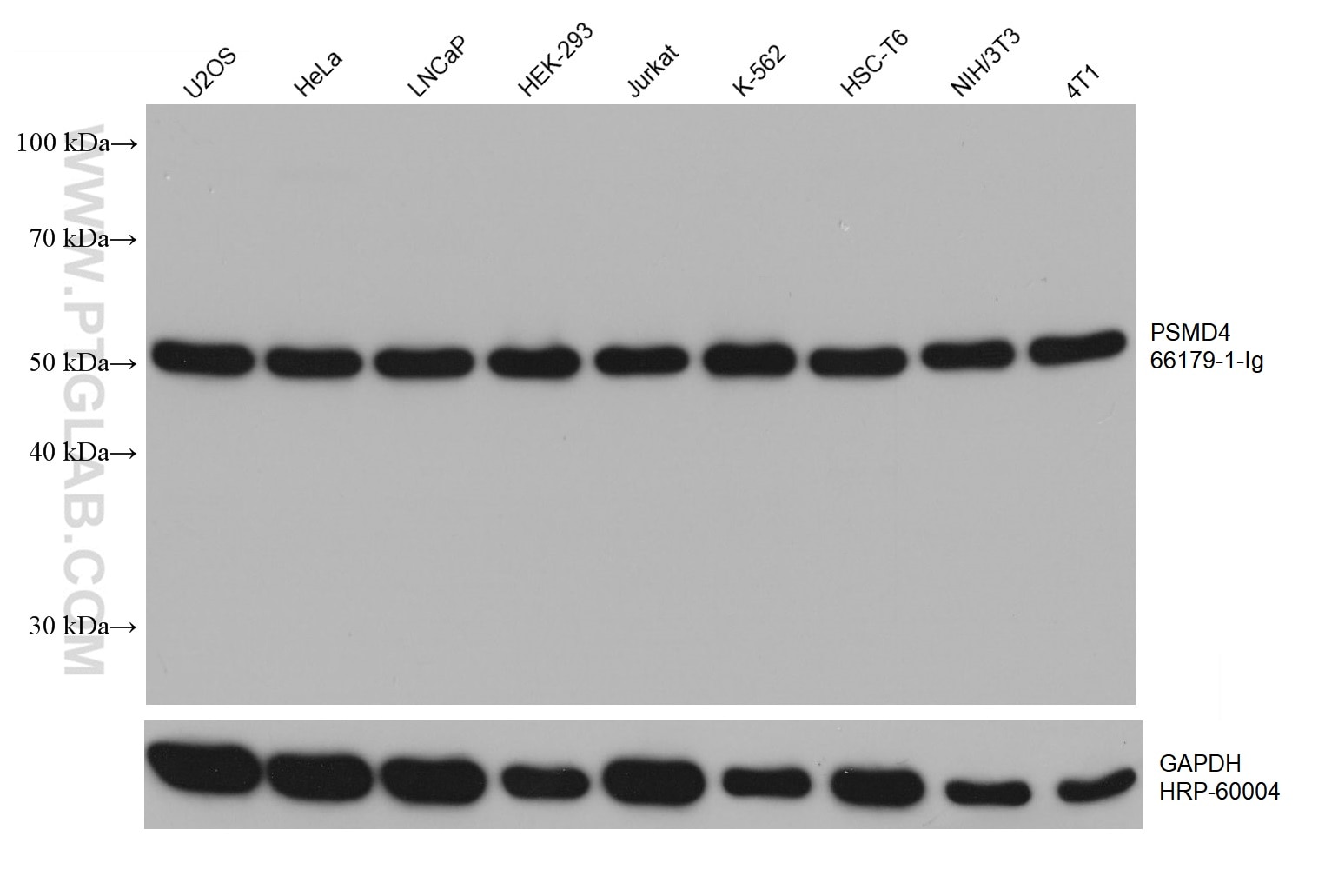 WB analysis using 66179-1-Ig