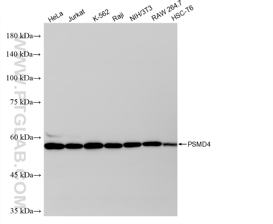 Western Blot (WB) analysis of various lysates using PSMD4 Recombinant antibody (86558-1-RR)