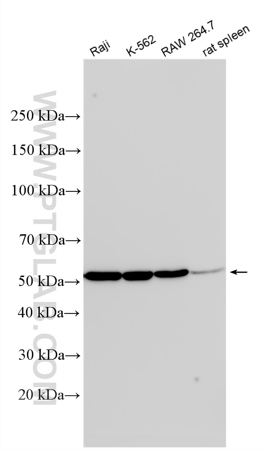 WB analysis using RMX00058 Western Blot (WB) analysis of various lysates using Multi-rAb® PSMD4 Multi-Recombinant antibody (RMX00058)