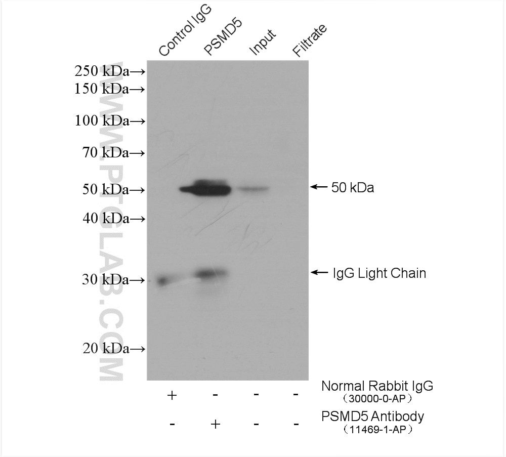 Immunoprecipitation (IP) experiment of mouse liver tissue using PSMD5 Polyclonal antibody (11469-1-AP)