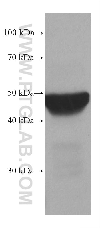 Western Blot (WB) analysis of rabbit liver tissue using PSMD5 Monoclonal antibody (67682-1-Ig)