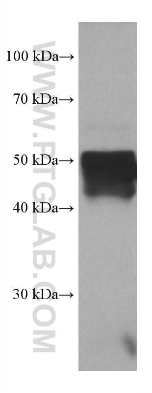 Western Blot (WB) analysis of rat liver tissue using PSMD5 Monoclonal antibody (67682-1-Ig)