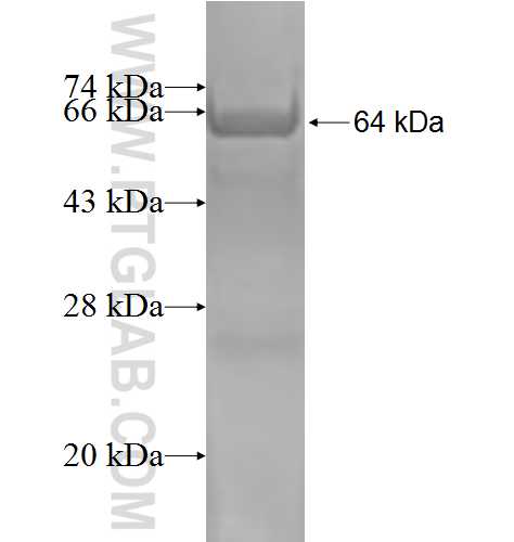 PSMD5 fusion protein Ag2026 SDS-PAGE