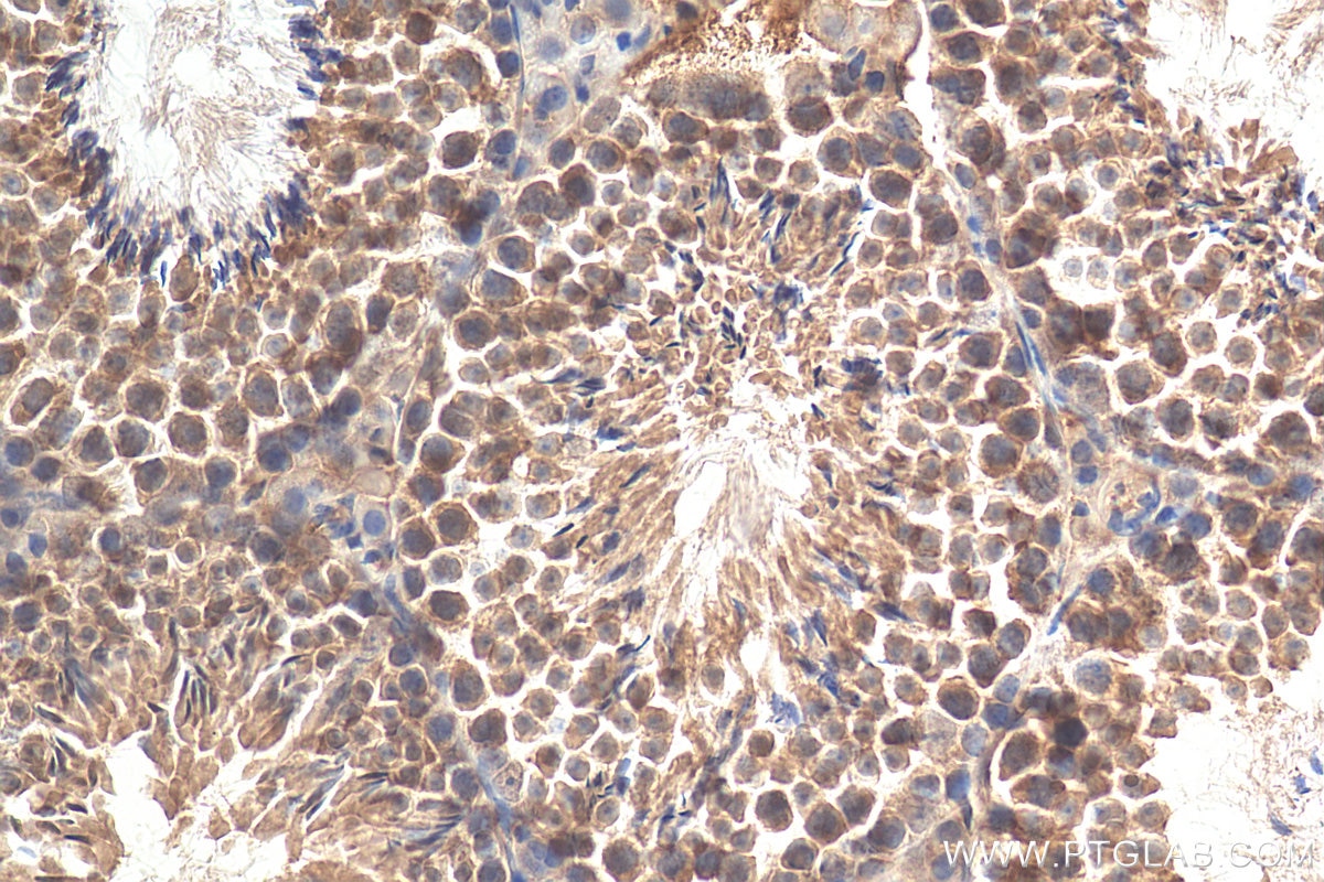 Immunohistochemistry (IHC) staining of mouse testis tissue using PSMD6 Polyclonal antibody (12539-1-AP)