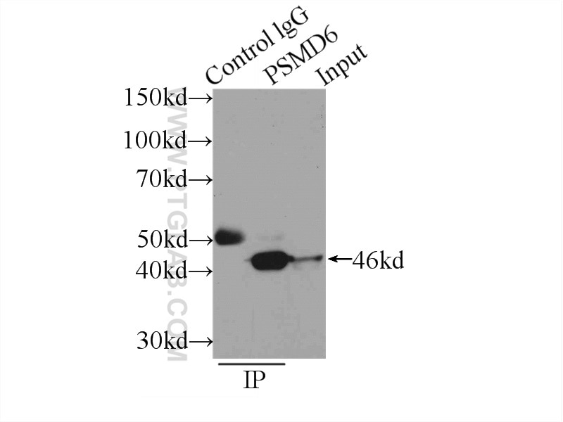 Immunoprecipitation (IP) experiment of K-562 cells using PSMD6 Polyclonal antibody (12539-1-AP)
