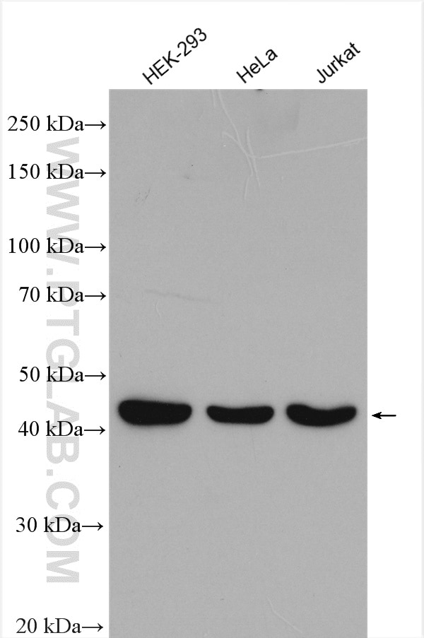 Western Blot (WB) analysis of various lysates using PSMD6 Polyclonal antibody (12539-1-AP)